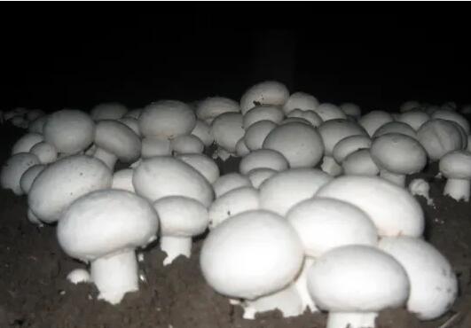 横县双孢蘑菇